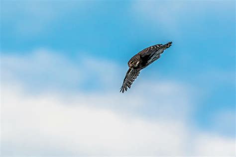 Owl Flying Photos, Download The BEST Free Owl Flying Stock Photos & HD ...