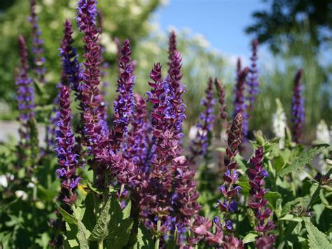 Шалфей Дубравный Блаухугель (71 фото) - фото - картинки и рисунки ...