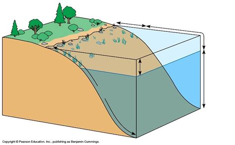 Freshwater Life Zones Diagram | Quizlet