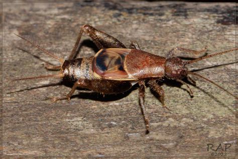 Ornebius alatus from Av Paraná y El Río La Lucila Provincia de