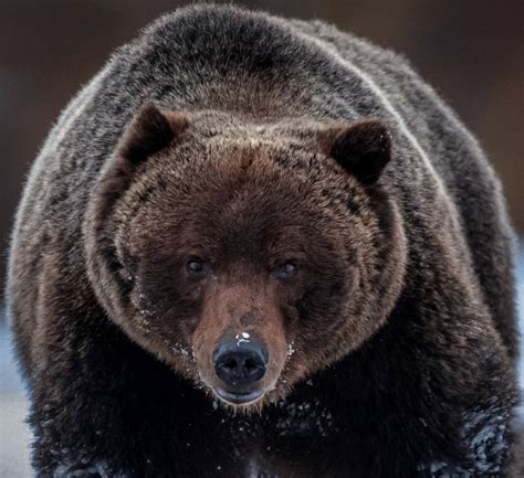 The Boss Bear: Meet the Most Badass Bear in Banff