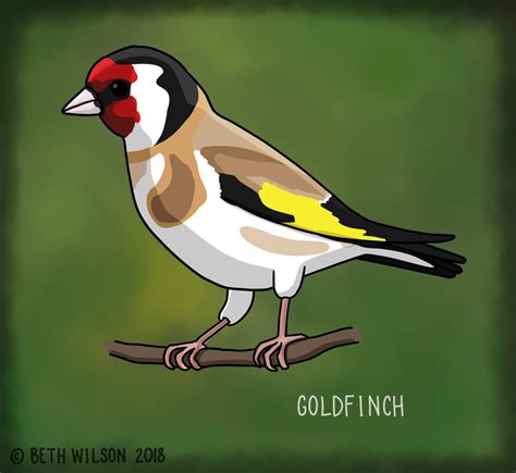 Goldfinch Beth Wilson Artist