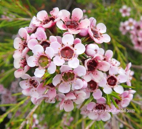 PlantFiles Pictures Chamaelaucium Species Geraldton Waxflower