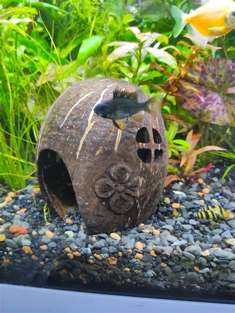 Резной домик из кокоса в аквариум | Украшения феи, Домики, Кокос