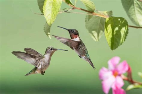 Hummingbirds In Connecticut Common Rare Nature Blog Network