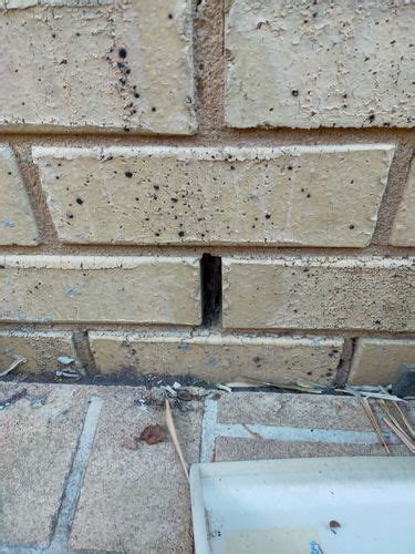 The Hidden Importance Of Weep Holes In Brick Houses Building