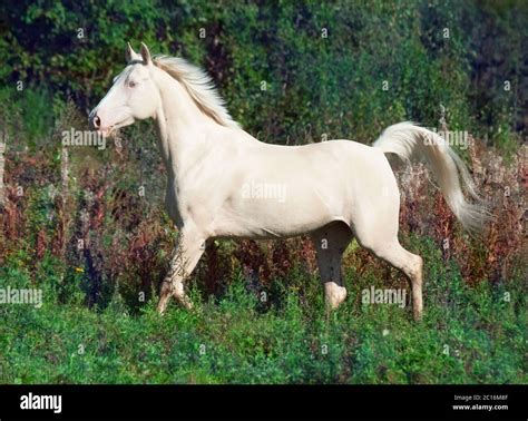 Palomino Arabian Horse