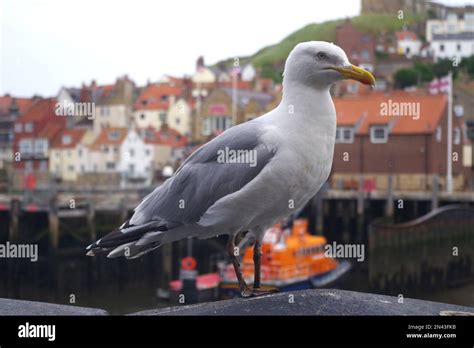 Cara animales hi-res stock photography and images - Alamy