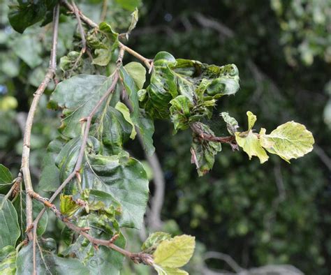 Protecting Newports Beech Trees Against Beech Leaf Disease Tree Topics
