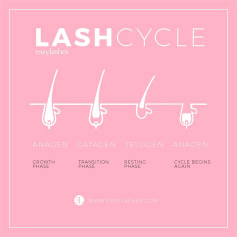 The stages of lash growth | Lash quotes, Eyelash extensions, Lash growth
