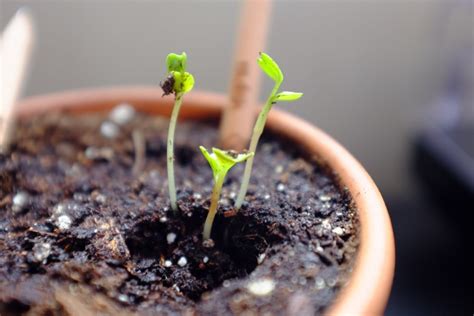 Карандаши "Sprout", из которых можно вырастить растение