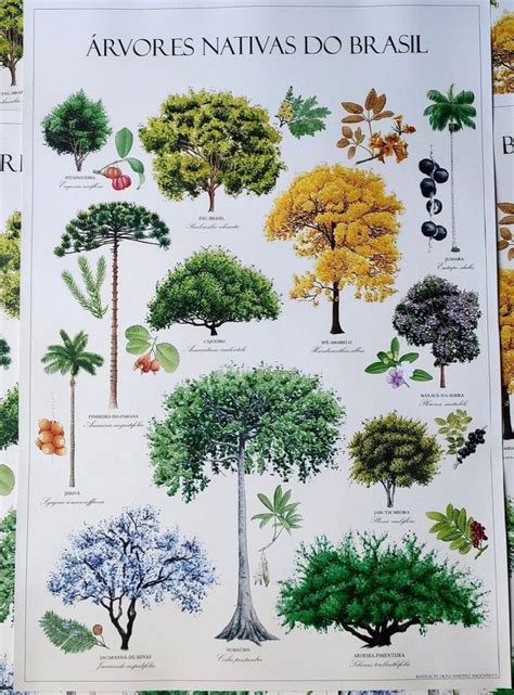Nomes De Arvores Brasileiras - Arvores Nativas do Brasil - Murais de Parede Pintados | Espécies de ...
