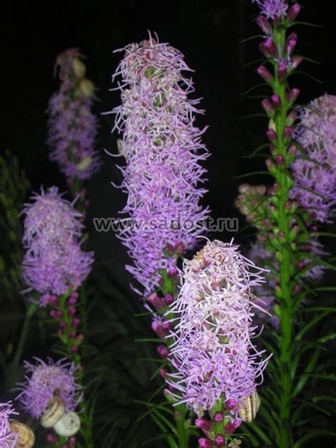 Лиатрис колосковый /Liatris spicata/. К-Л-М-Н, Многолетние растения для ...
