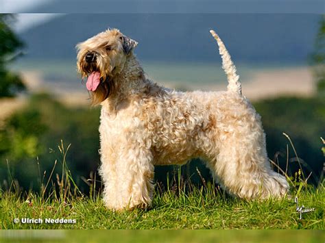 Irish Soft Coated Wheaten Terrier Die Offizielle Website Für Vdh Welpen