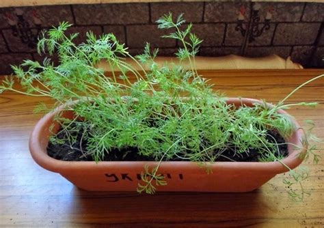 Выращивание Зелени в Домашних Условиях (Зимой и Летом)