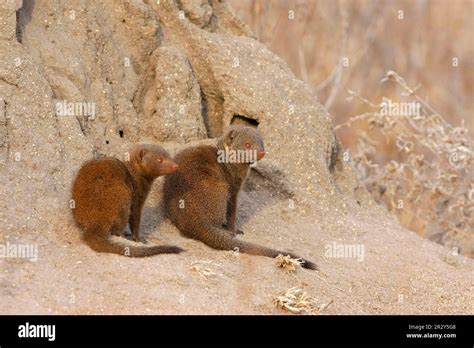 Southern Dwarf Mongoose, dwarf mongooses (Helogale parvula), dwarf
