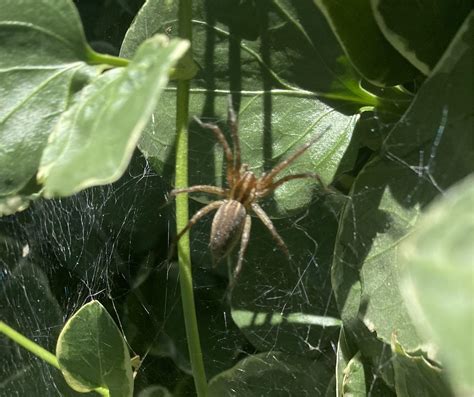 Pregnant wolf spider? : r/spiders