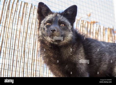 European Fox Female Black Stock Photo Alamy