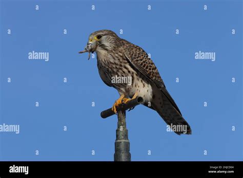 Common Kestrel Falco Tinnunculus After Hunting With A Mouse Germany