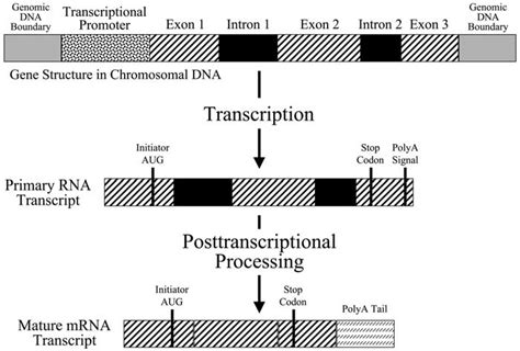 Basic Organization Of A Structural Gene In Dna And Biogenesis Of Mature