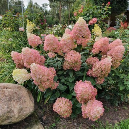 338 фото гортензии с названиями и описанием разных видов и сортов ...