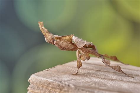 Ghost Mantis Care, Information, & Pictures - Insect Keeper