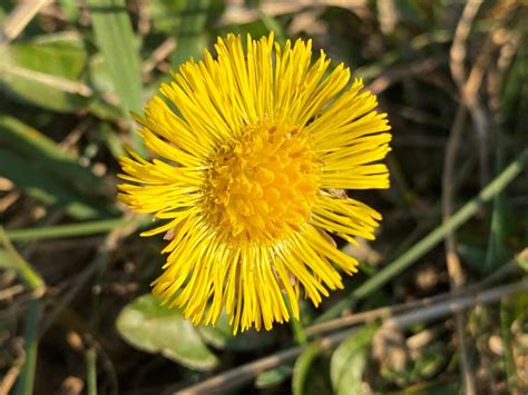 Colt S Foot Plantlife