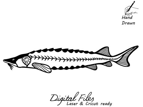 Lake Sturgeon Hand Drawn Svg Clipart Laser Cut Sturgeon Dxf Cnc Cut