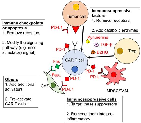 Frontiers CAR T Cell Therapy For Hematological Malignancies