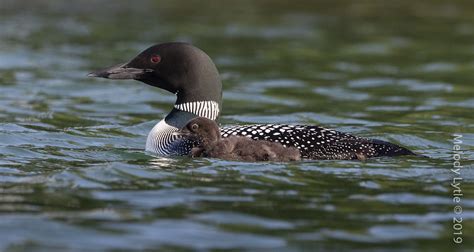 Common Loons Gavia Immer British Columbia Canada June 2 Flickr