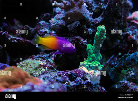 Royal Gramma In Finding Nemo