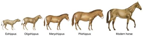 Horse Blinders The Giant Horse