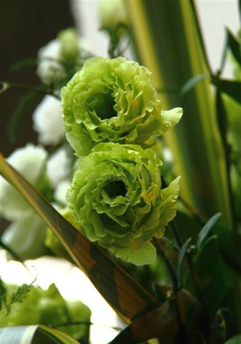 Eustoma Russellianum Flores Textura De Fondo Cierre De La Flor