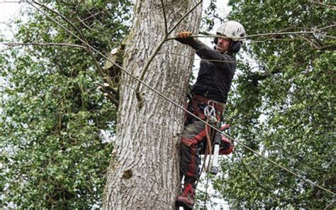 Danouët Les arbres se refont une beauté Le Télégramme