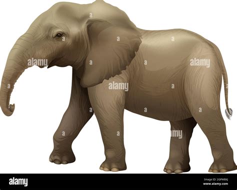 Dientes De Elefante Imágenes Vectoriales De Stock Alamy