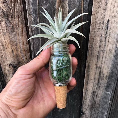 Succulent Syndrome On Instagram Living Wine Stoppers Combining Two