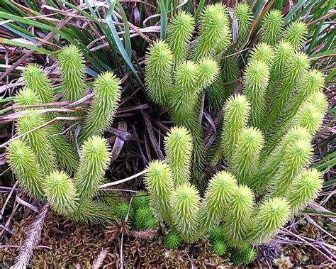 Mount Roraima, Part 5 | Plants, Botanical illustration, Ferns