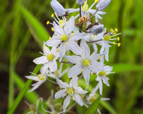 Camassia scilloides (wild hyacinth) – Tend Native Plants