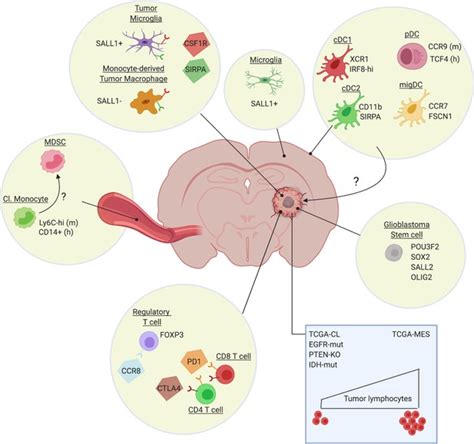 Understanding The Glioblastoma Immune Microenvironment As Basis For The