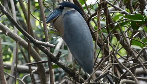 Marino Las Baulas De Guanacaste National Park Has Over Species Of