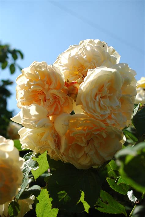 Роза кампанелла (78 фото)