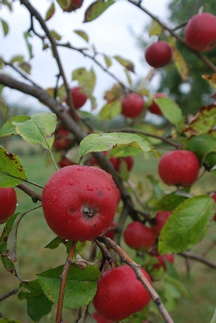 Apple Variety Orchard Meadow - Free photo on Pixabay