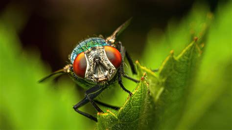 Macro insects | Behance