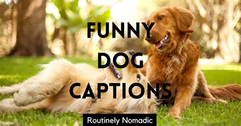 100 Paw Sitively Funny Dog Captions Routinely Nomadic