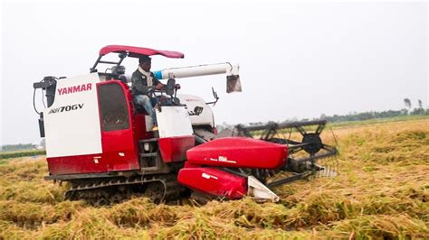 Rice Harvesting By Machine Rice Cutter Machine Dhan Kata Machine