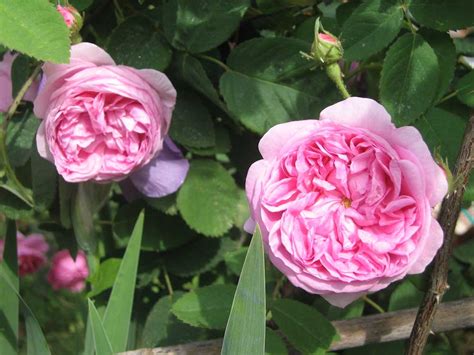 rose gloire de france