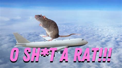 Oh Sht A Rat In The Airport Youtube