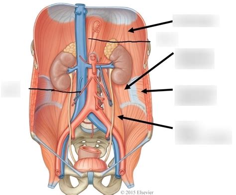 Renal Anatomy: Kidney location Diagram | Quizlet