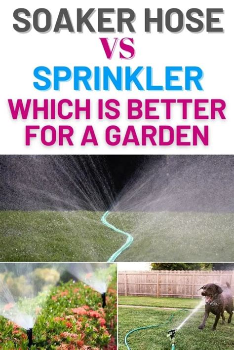 Soaker Hose Vs Sprinkler Which Is Better For A Garden Amaze Vege