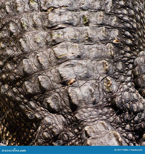 Crocodile skin texture stock photo. Image of head, africa - 25171080